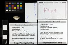Foto (Objekt + Etiketten) von Goniodromites sp. 